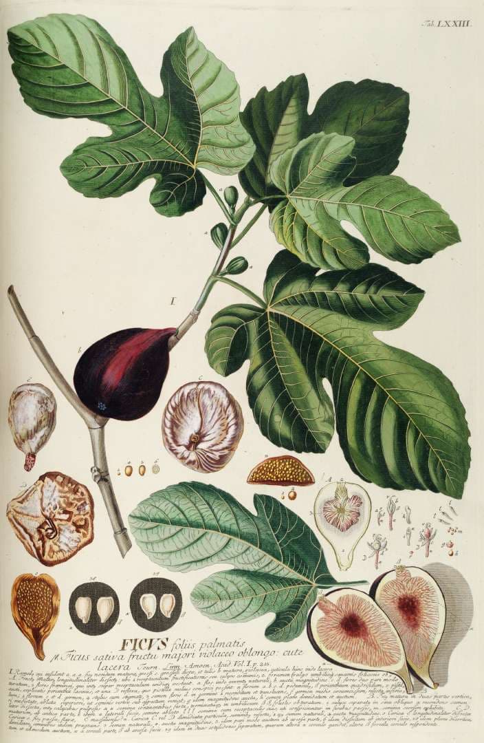 Figs (Ficus carica) growing