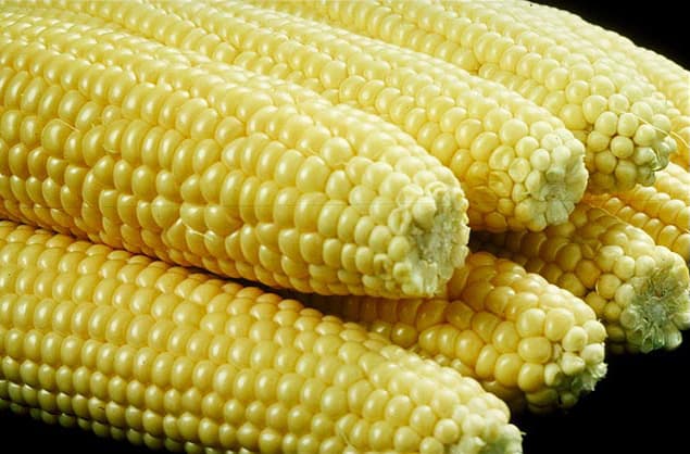 Sweet Corn (Zea mays) growing
