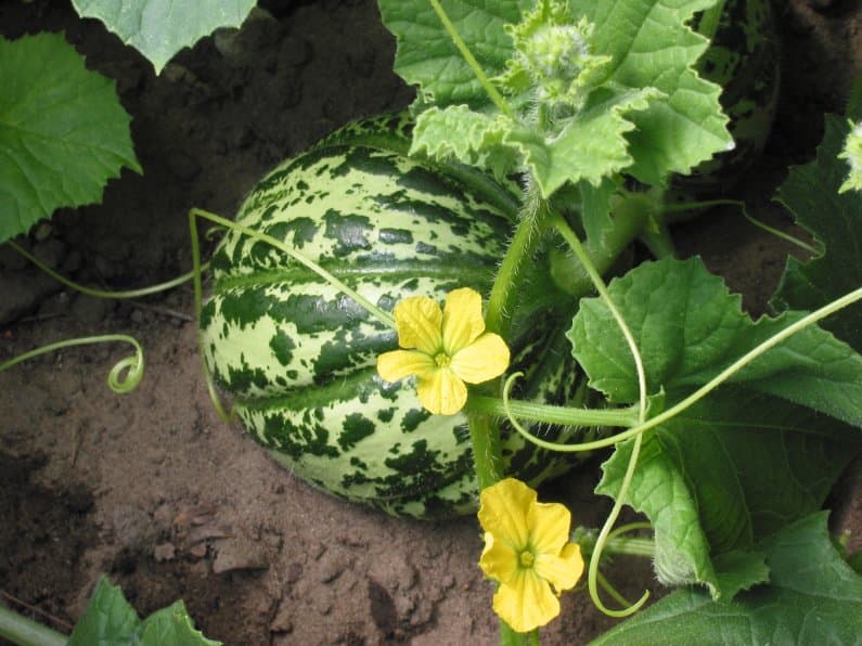 Cantaloupe (Cucumis melo) growing
