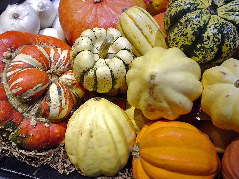 Winter Squash (Cucurbita maxima) growing