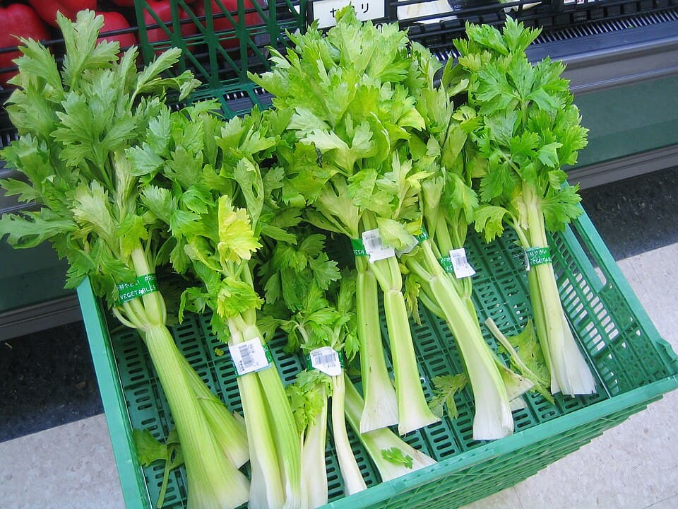 Celery (Apium graveolens) growing