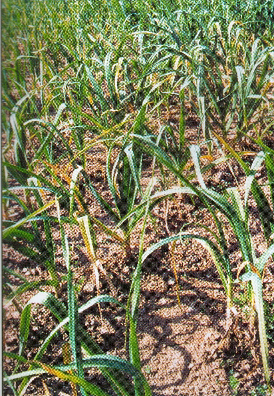 Garlic — photo 2