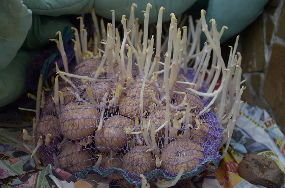 Potatoes growing guide