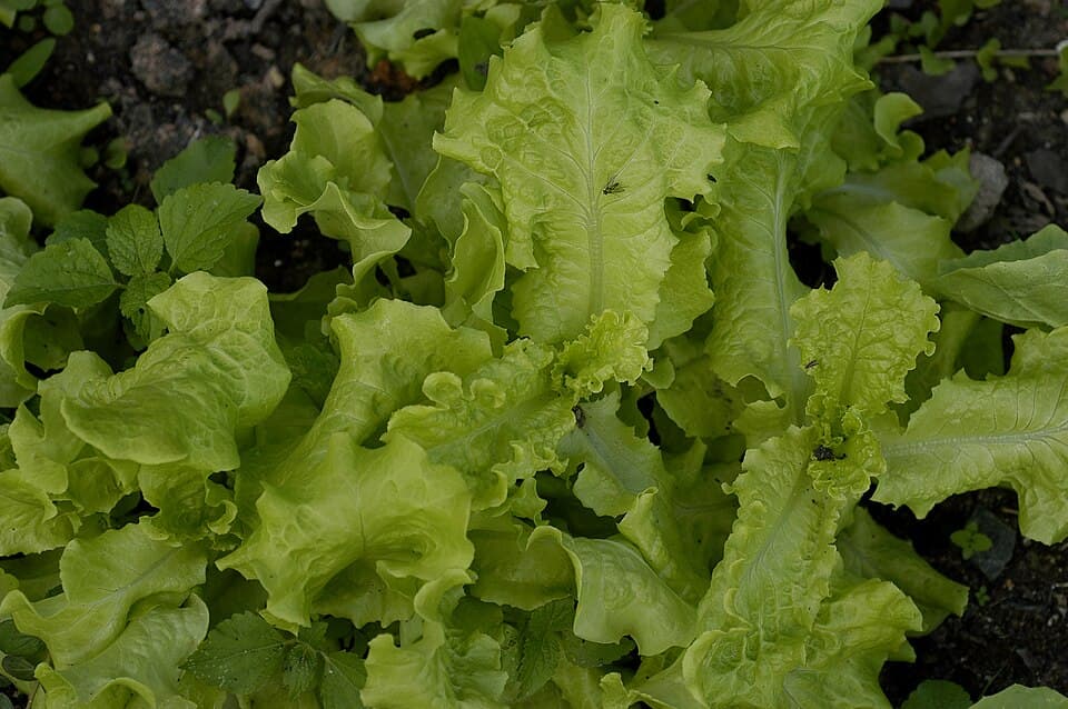 Lettuce — photo 2