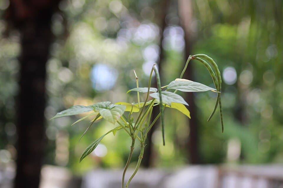 Beans growing guide