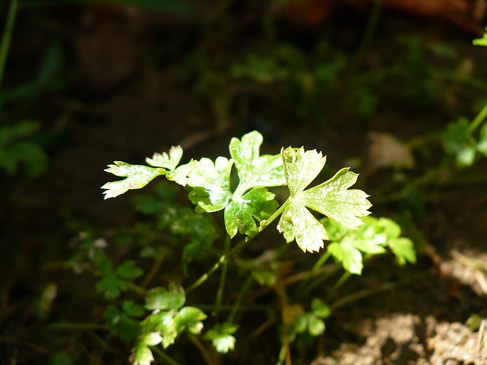 Parsley — photo 2