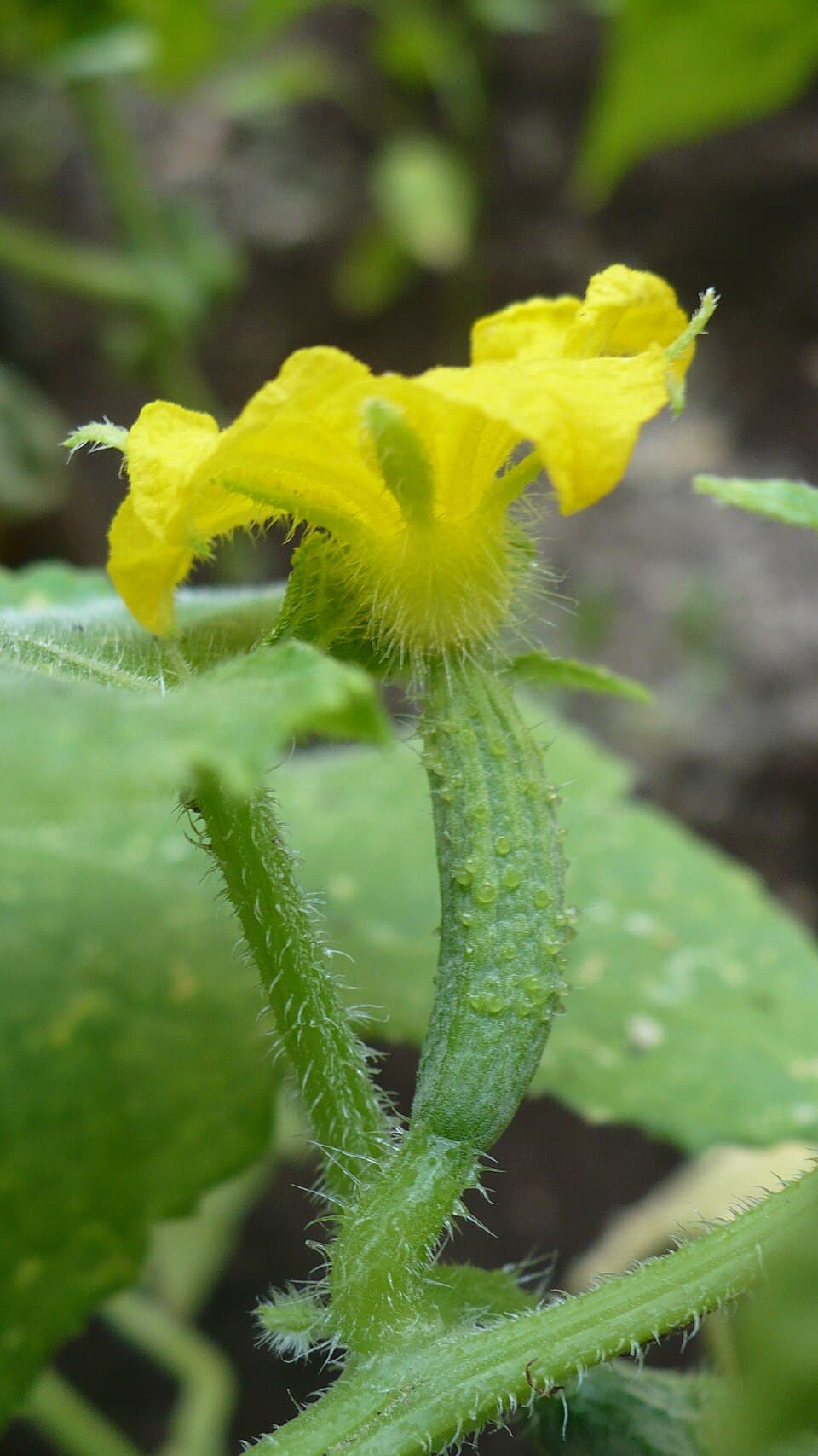 Cucumbers — photo 3