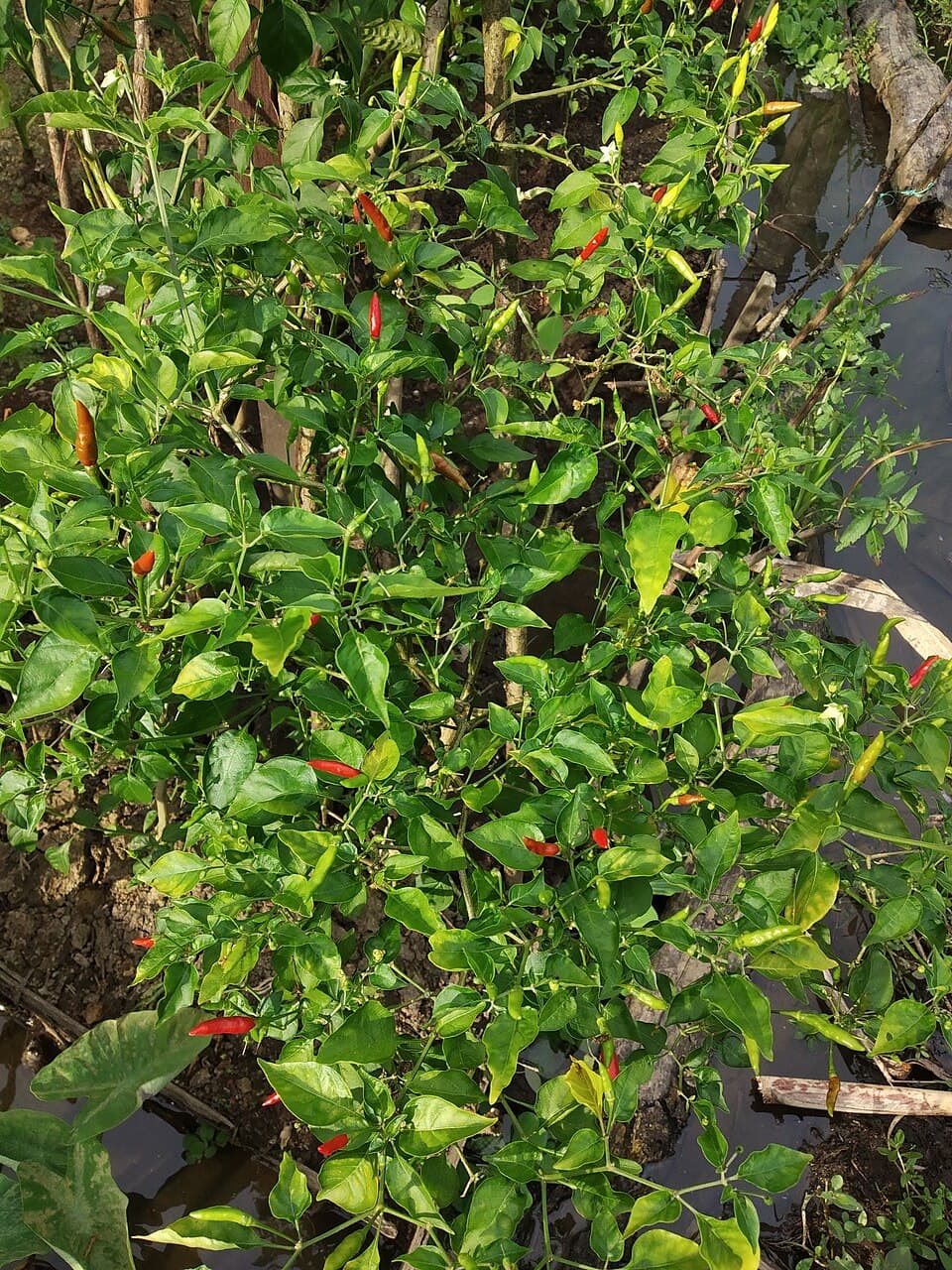 Peppers