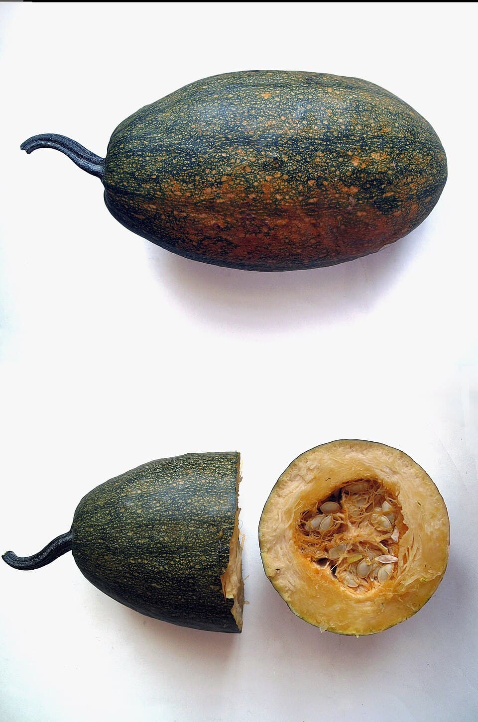 Zucchini & Summer Squash — photo 4