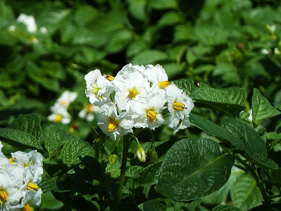 Potatoes — photo 4