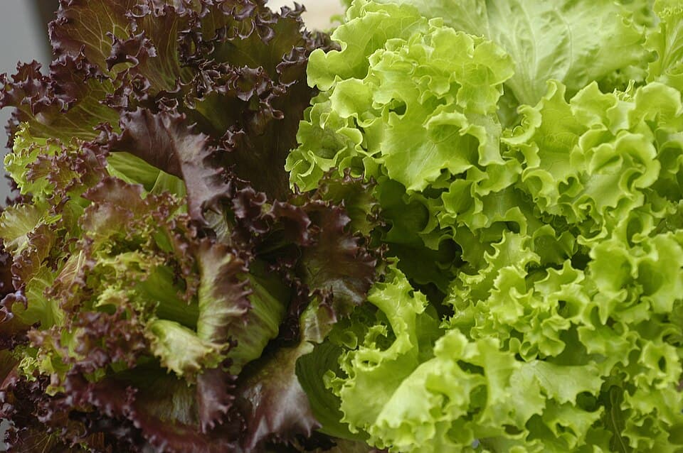 Lettuce — photo 3