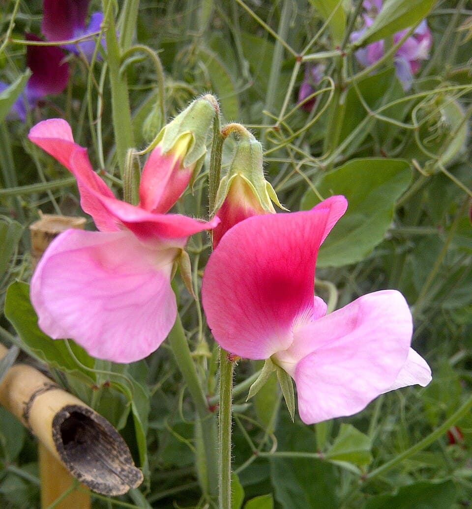 Sweet Peas (Lathyrus odoratus) growing
