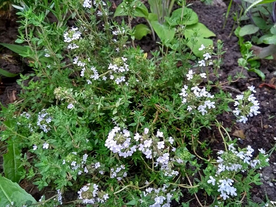 Thyme — photo 4