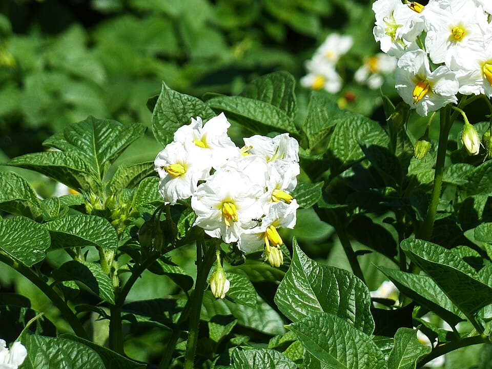 Potatoes — photo 2