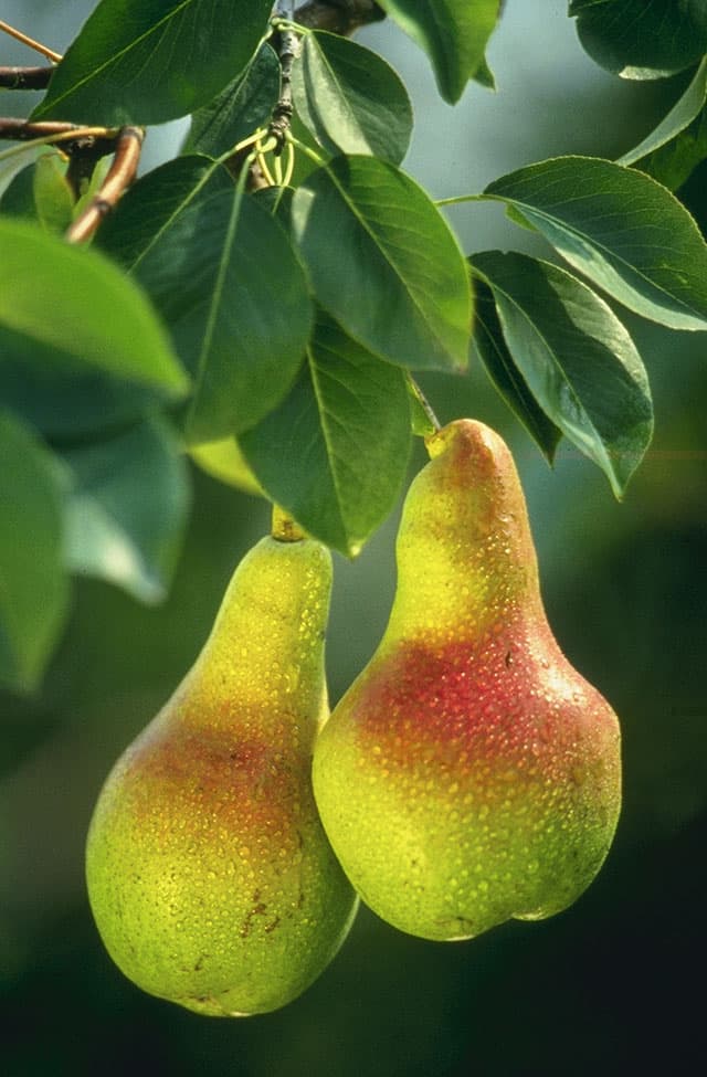 Pears (Pyrus communis) growing