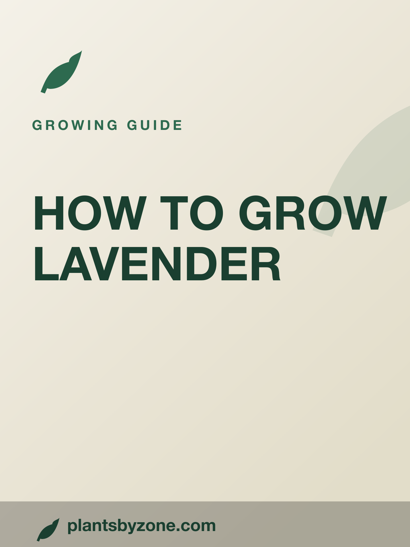 How to Grow Lavender — Web Story cover