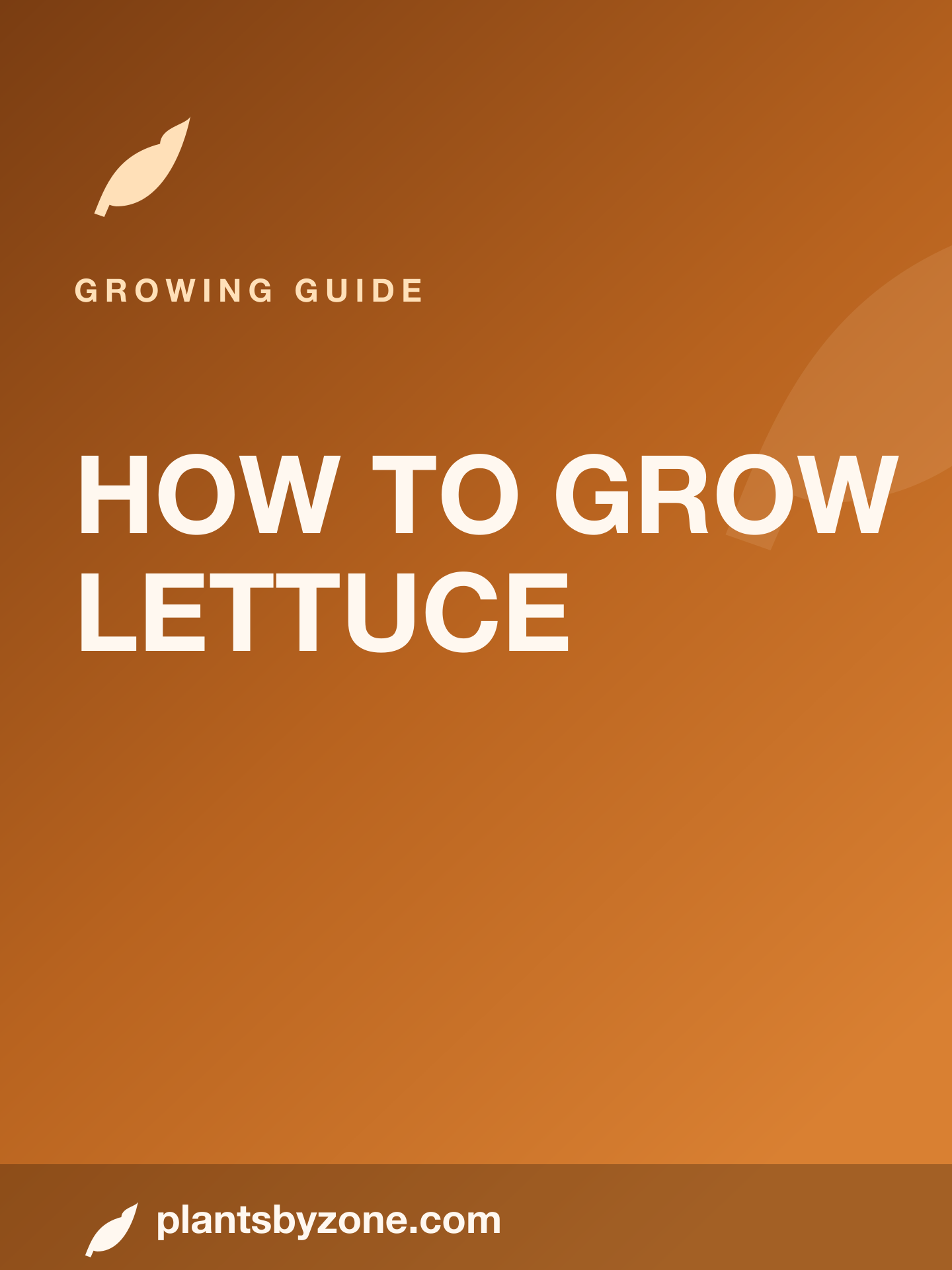 How to Grow Lettuce — Web Story cover
