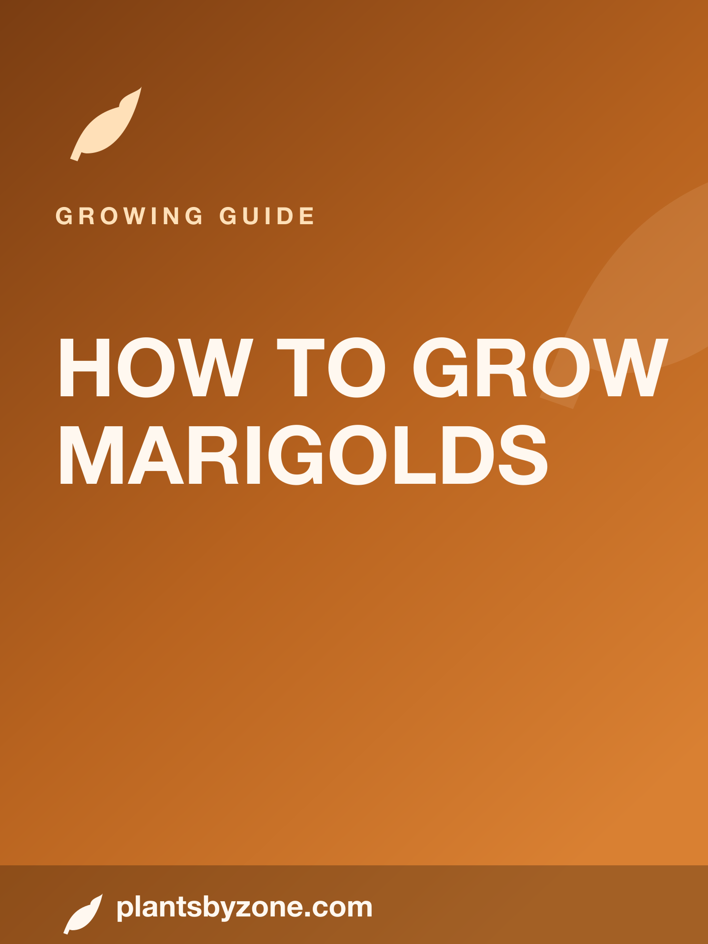 How to Grow Marigolds — Web Story cover